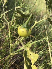 Solanum dimidiatum