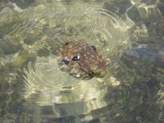 Chilomycterus spinosus