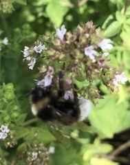 Bombus vestalis