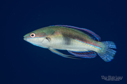 Peacock Wrasse