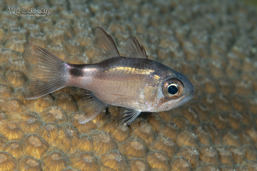 Nectamia savayensis observed 2024-12-08