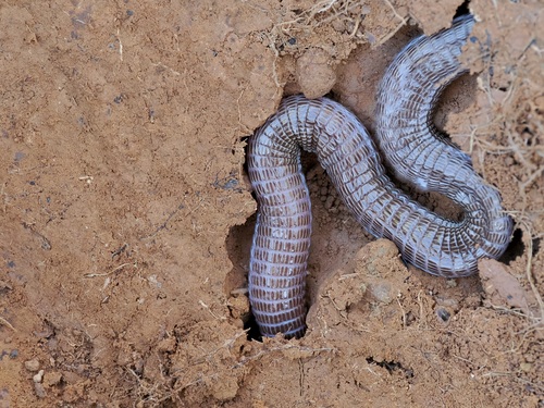 Southwest Iberian Worm Lizard, photo 3 of 10