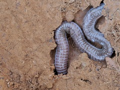 Mediterranean Worm Lizard photo 3