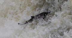 Salmo salar
