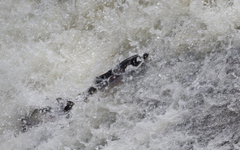 Salmo salar