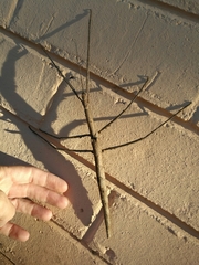 Bactrododema tiaratum