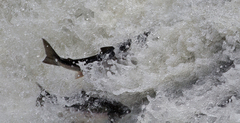 Salmo salar