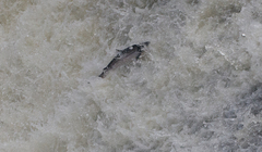 Salmo salar