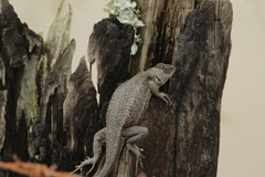Sceloporus albiventris