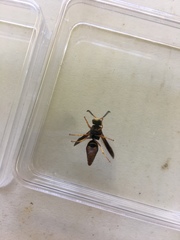 Euodynerus crypticus