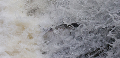 Salmo salar