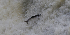 Salmo salar
