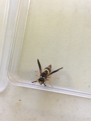 Euodynerus crypticus