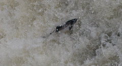 Salmo salar