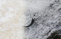 Salmo salar