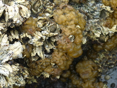 Leathesia marina