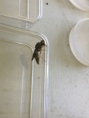 Euodynerus crypticus