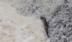 Salmo salar