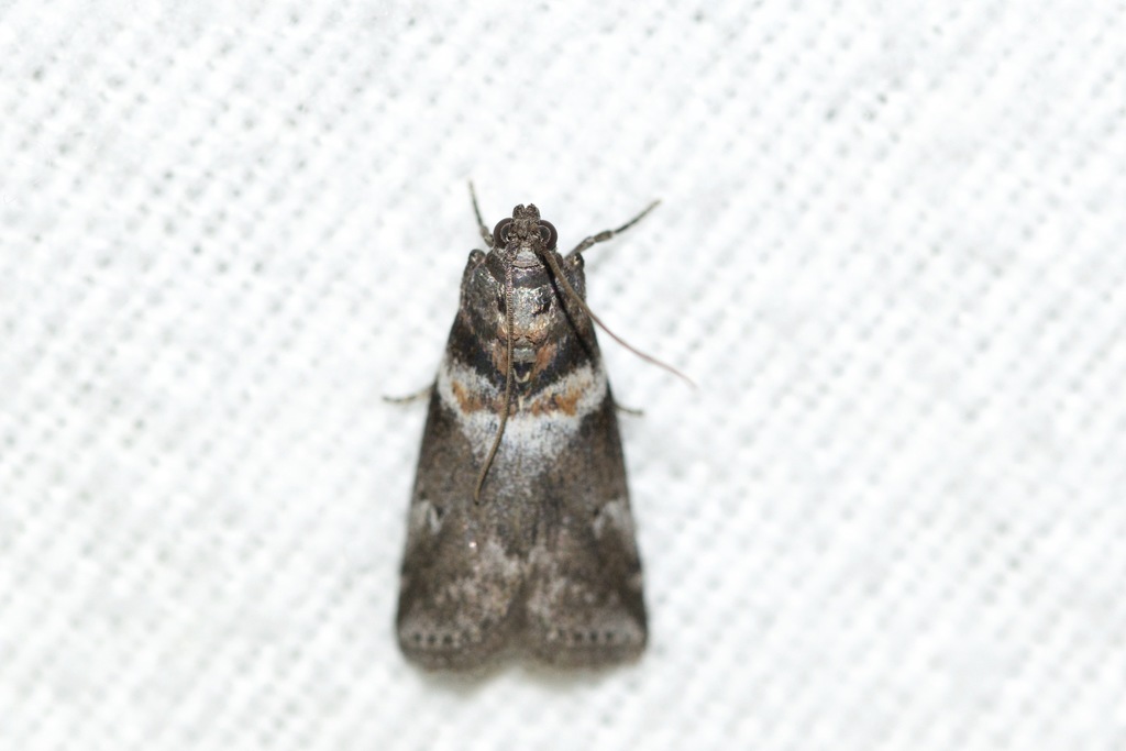 Salebriaria tenebrosella