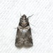 Salebriaria tenebrosella - Photo (c) Owen Strickland, some rights reserved (CC BY), uploaded by Owen Strickland