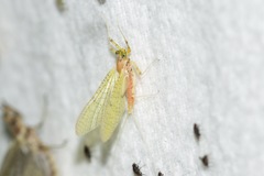 Stenacron interpunctatum