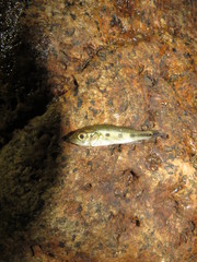 Cichla