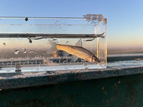False razbora (Pseudorasbora parva) — Cyprinidae