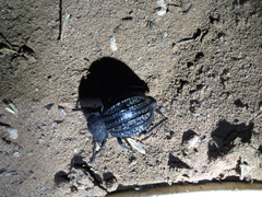 Philolithus sordidus