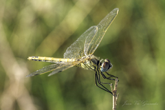 Sympetrum fonscolombii