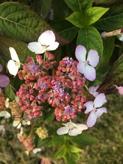 Hydrangea macrophylla