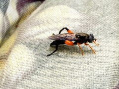 Chalcosyrphus curvaria