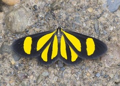 Cyllopodini
