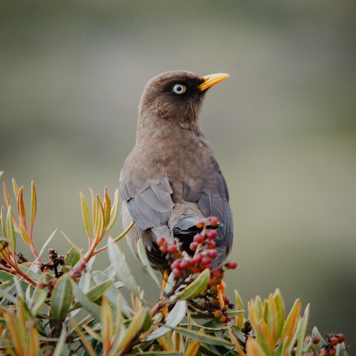 Sooty Thrush illustration