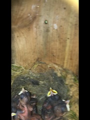 Poecile atricapillus