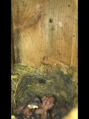 Poecile atricapillus