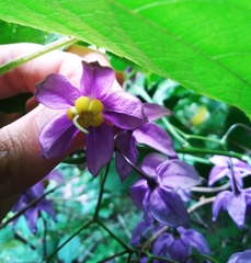 Solanum dulcamaroides