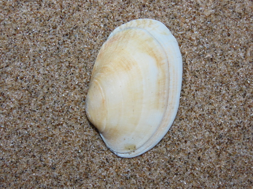 Pullet Carpet Shell, Wassenaar, Nederland, photo 8 of 10