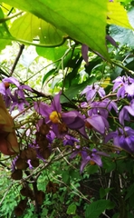Solanum dulcamaroides