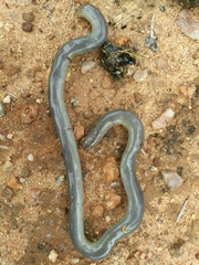 Afrotyphlops mucruso