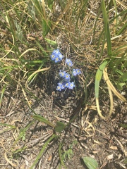 Eritrichium argenteum