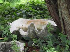Tridacninae