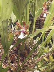 Miltonia clowesii