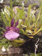 Miltonia moreliana