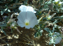 Convolvulus lanatus