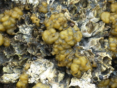 Leathesia marina