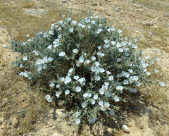 Convolvulus lanatus