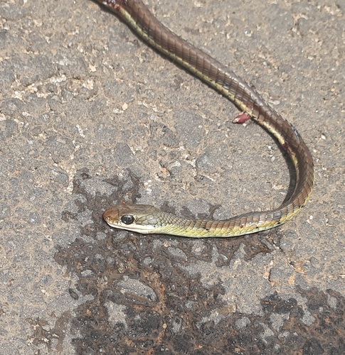Karnataka Bronzeback