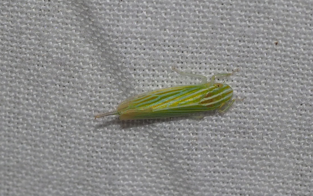 Faltalini