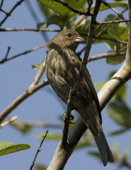Haemorhous mexicanus