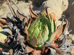 Dudleya ingens